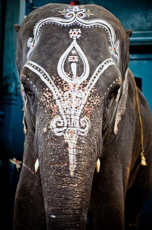 elephant, weddings, india and let's escape