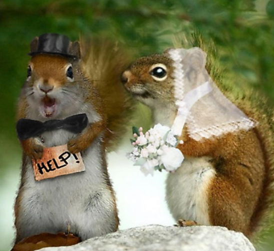 bride, help, groom and cute