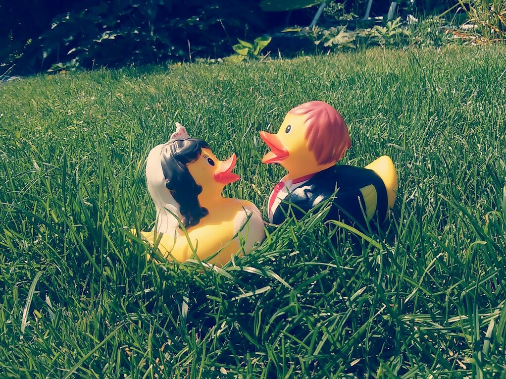 duck, summer, sweet and love