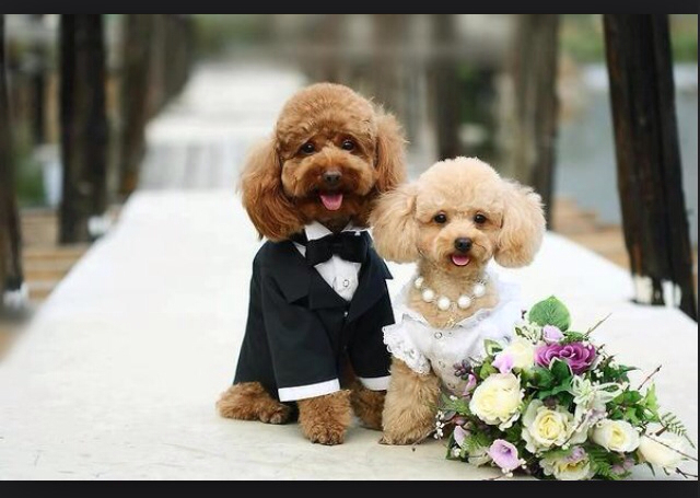 poodles, puppies, tux and adorable
