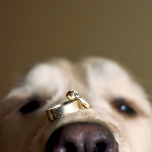 dogs, animals, ring and dog