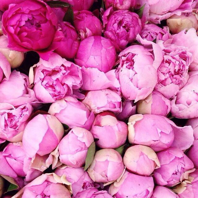 peonie, lovely, bride and inspiration