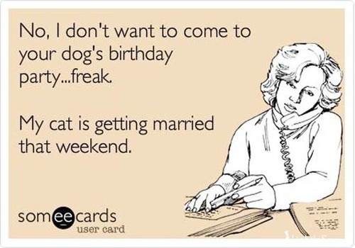 someecards, cat wedding and art