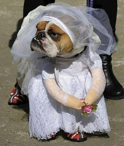 dresswedding, dog and dress wedding