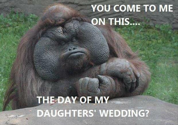 brown, monkey gorilla thing and fat