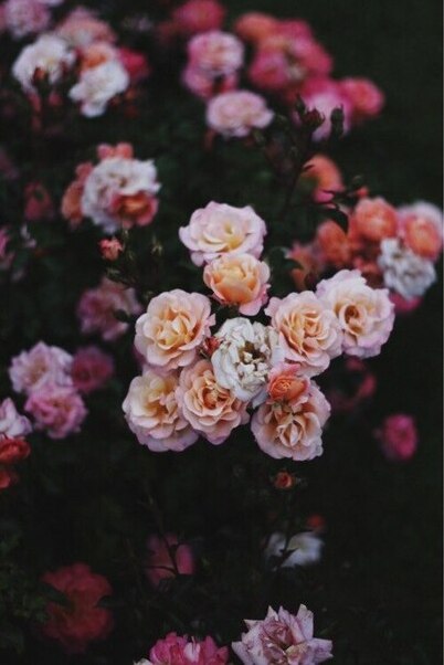 flowers, red and cute