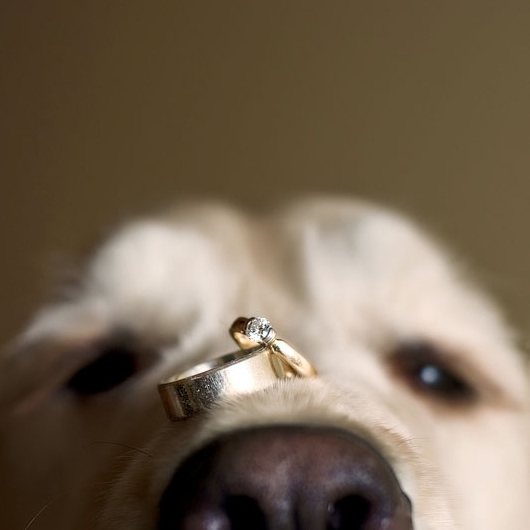 rings, cute, pets and pet