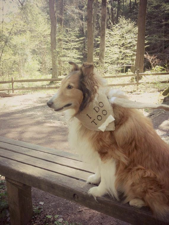 promise, best friend, dog and cute