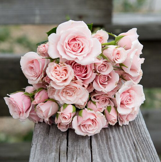 love, flower, pink rose and pink flowers