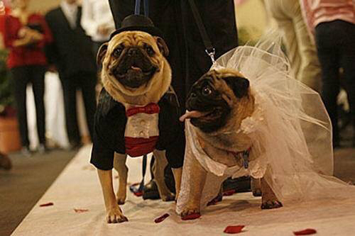 dogs and en