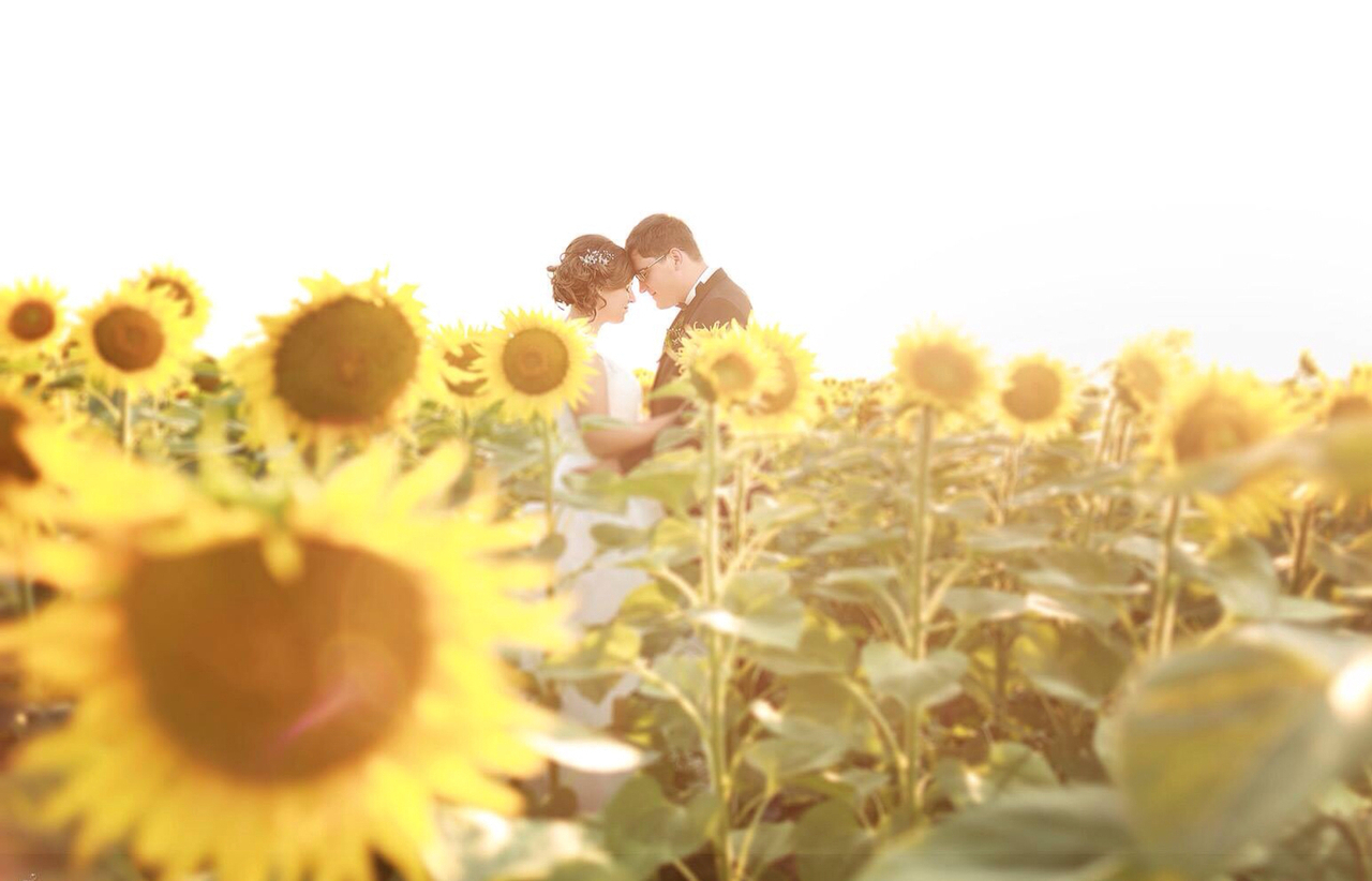 sunflowers, sunflower, romantic and couple