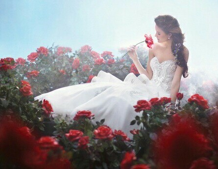 red roses, romantic and bed of roses