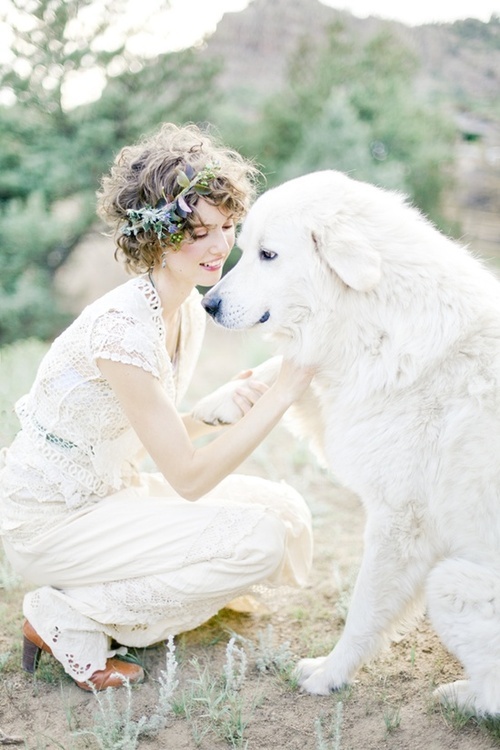 lovely, labrador, cute and bridal