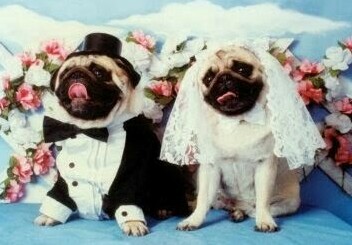 love, vintage and groom
