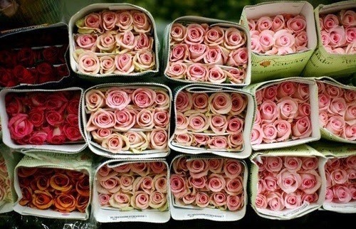 flowers, amazing and deco