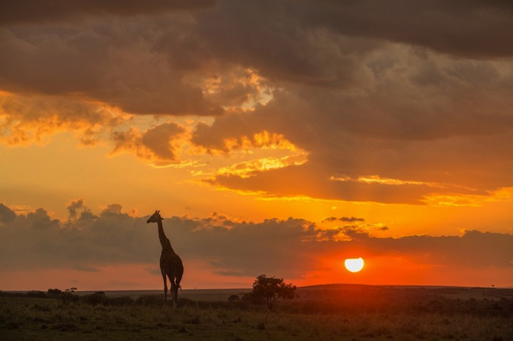 Kenya, tribe, maasai and wildlife
