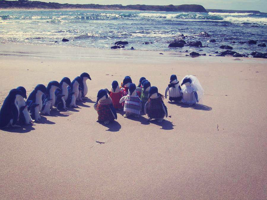ocean, penguins, sea and wow