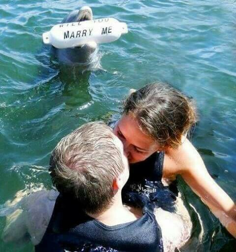 proposal, love, dolphin and marriage