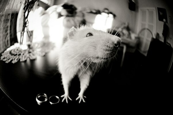 photigraphy, fisheye and mouse