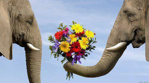 facebook, fb and elephant