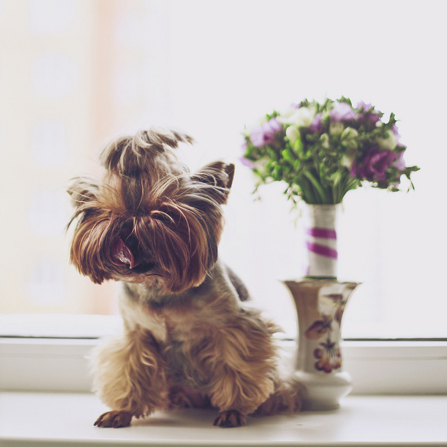 hairy, photography, cute and yorkshire