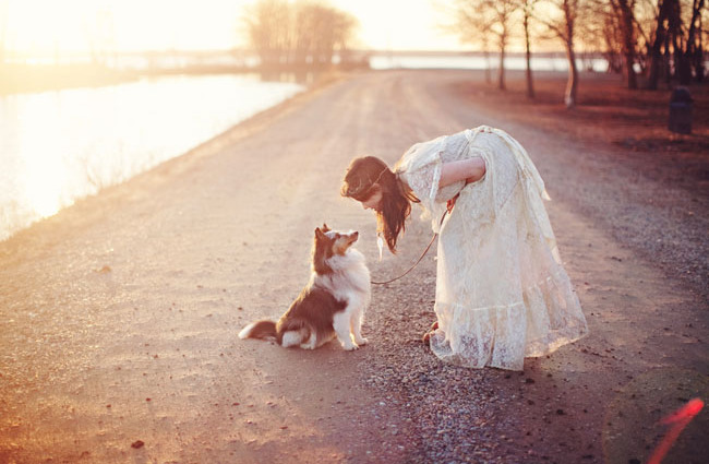 puppy, wed and dog