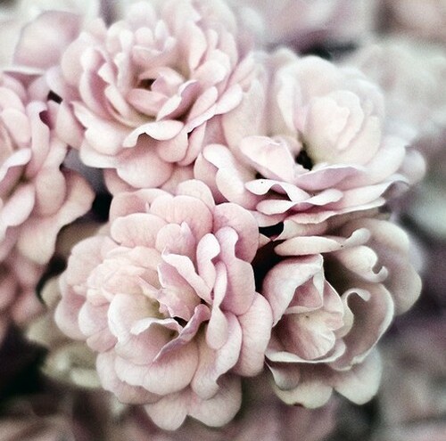 photography, flowers, beauty and purity