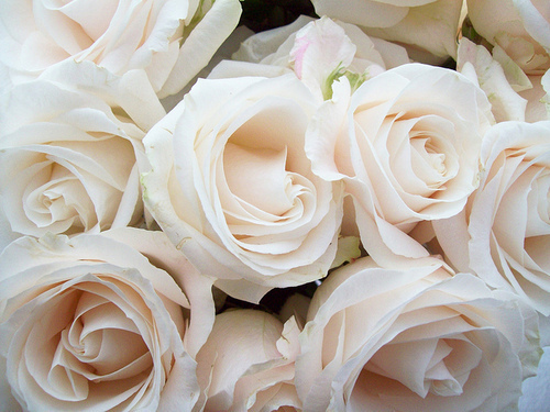 rose, flower and white rose