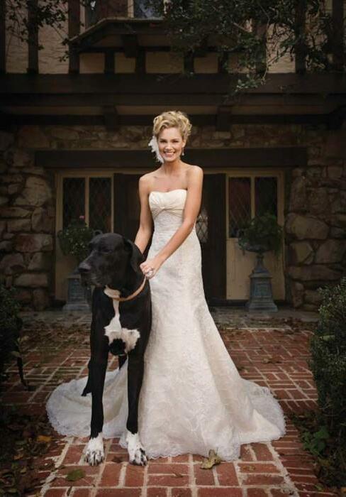 puppy, married, love and curls