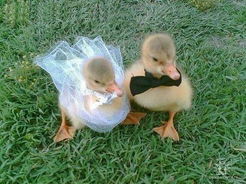 bride, pet and furry