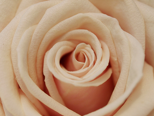 romance, peonies and flower