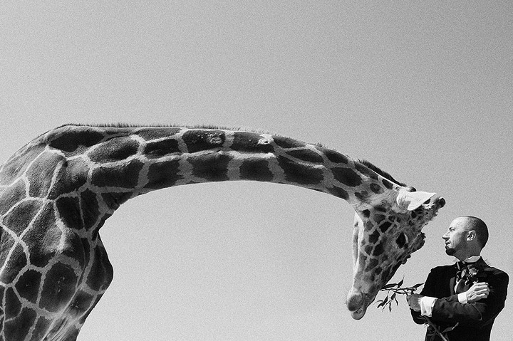 groom, wild, photography and giraffe