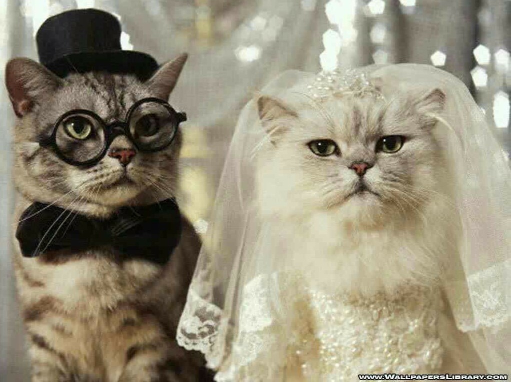 wedding cat, cat and funny picture