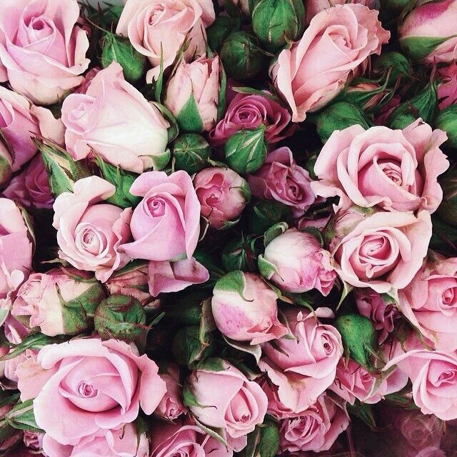 flowers, roses, romantic and girly