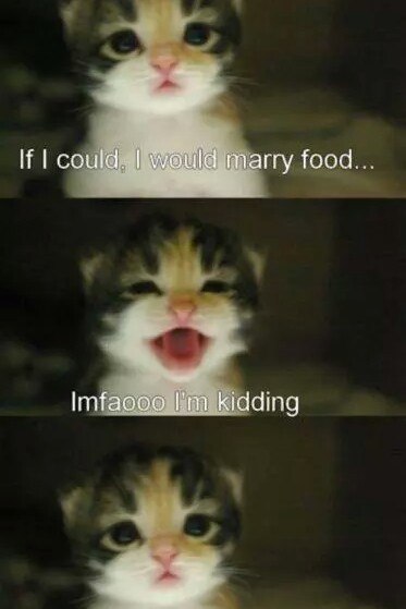 weddings, kitty and cat