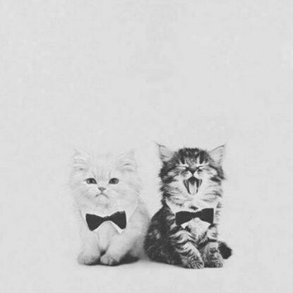 roar, couples and b&w