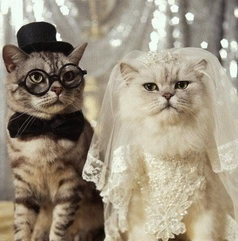 kitty, funny, animals and animal
