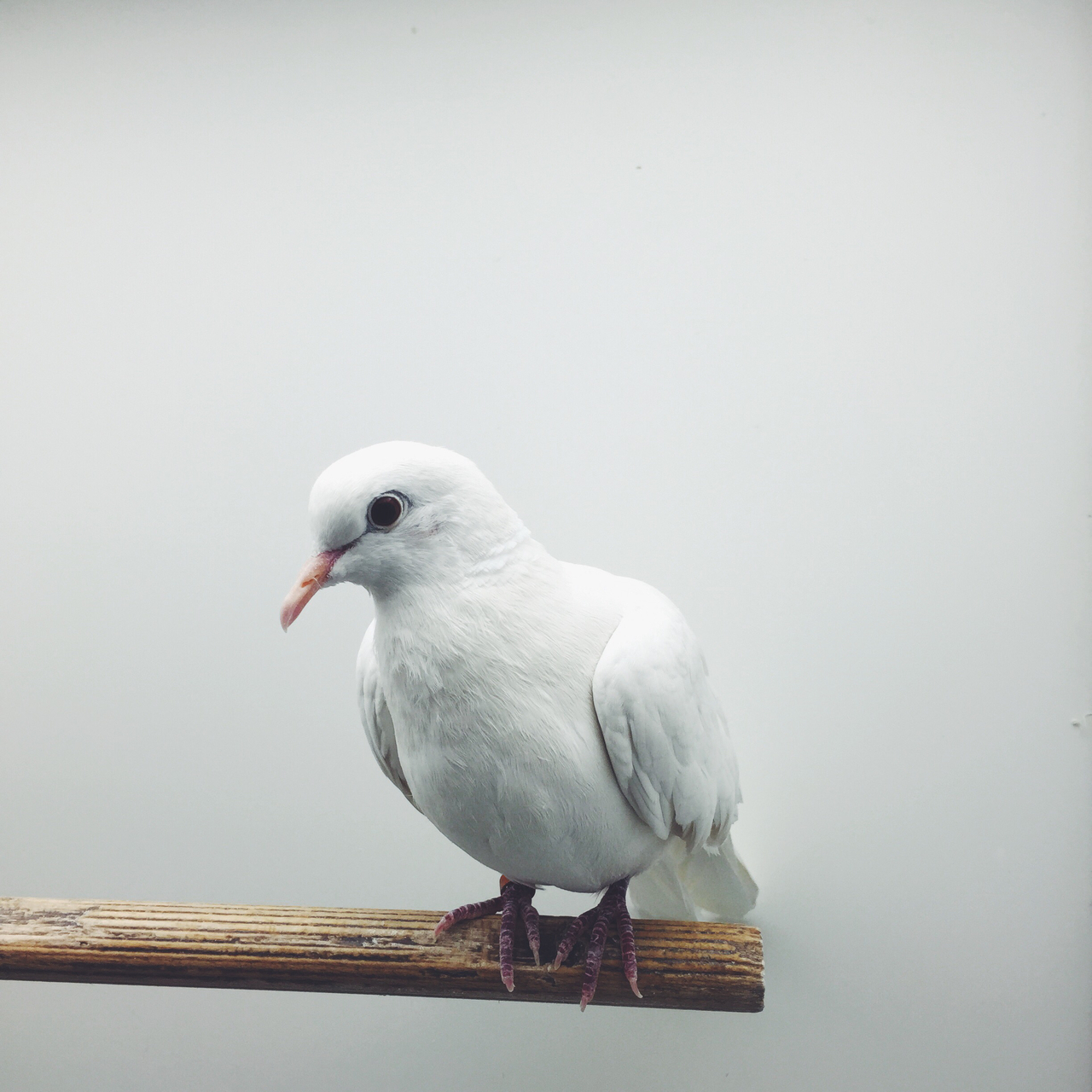 plume, birds, ailes and white