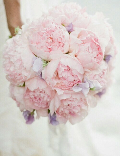 peonie, flowers, white and cute