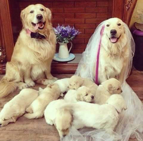 golden retriever, cute, puppy and dog