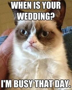 busy, grumpy cat and funny