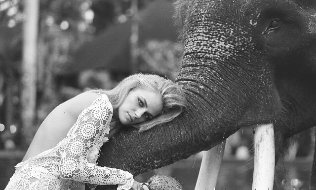 elephant, white lace and simple