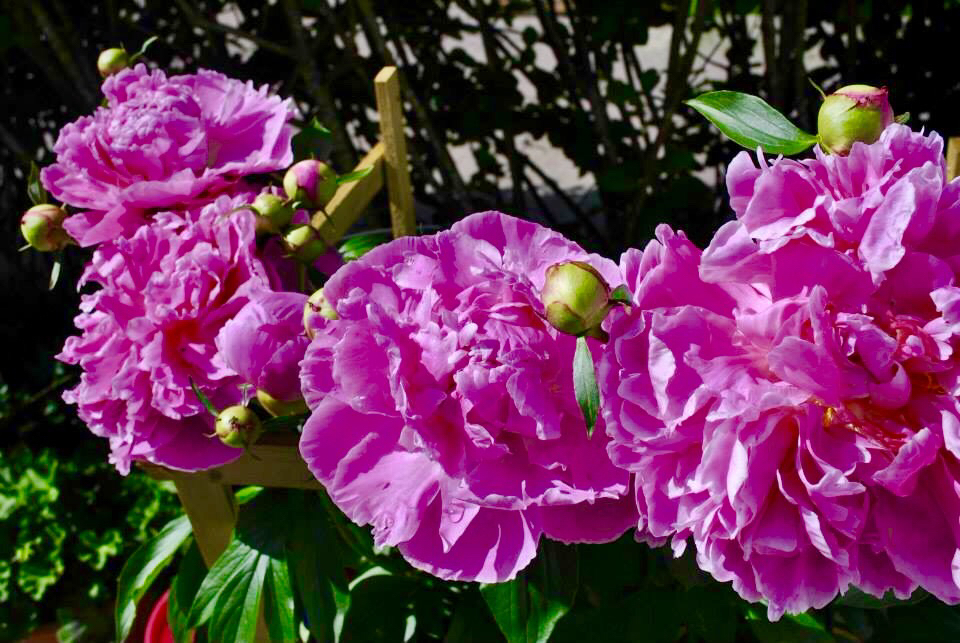4, four, pinkpionies and gorgeous