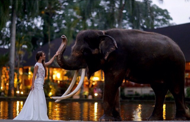 sunset, ocean and elephant