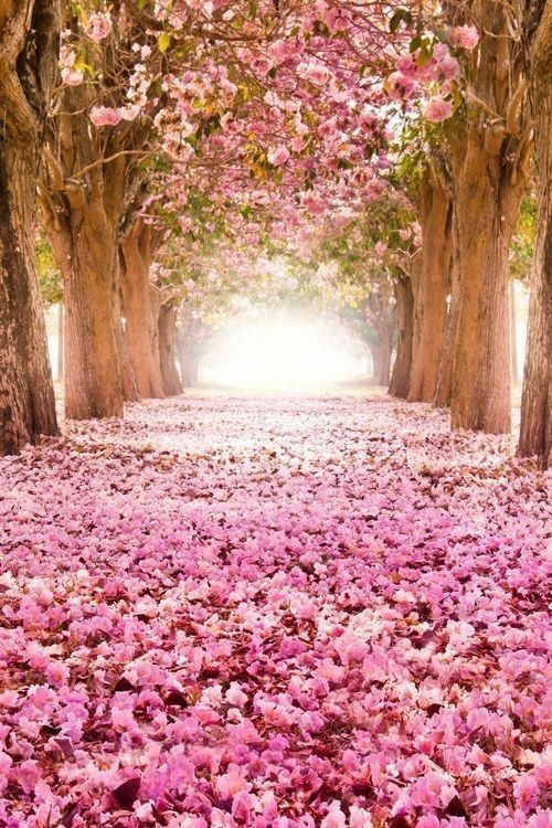 traveling, nature, trees and roses