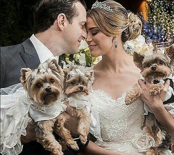 bride, love, lovely and puppies