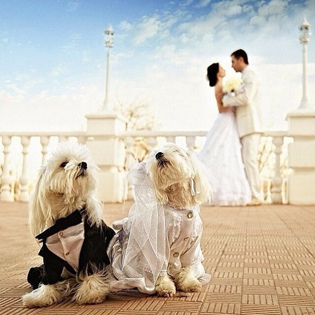 love, amor, romance and hairstyle