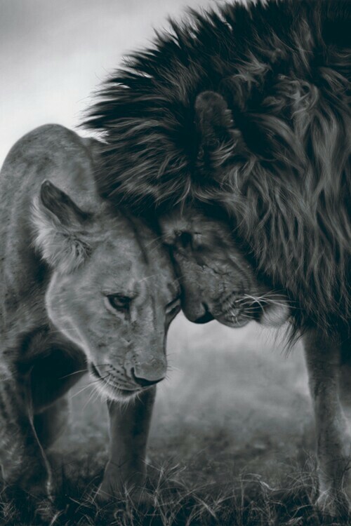 king, my date, fall in love and lion