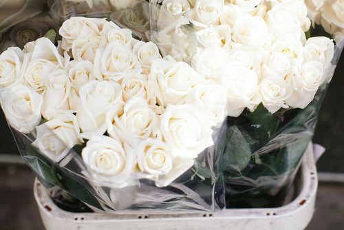 rose, tumblr and photography