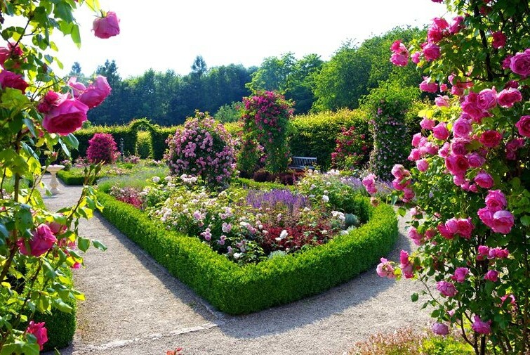 roses, courtyard, garden and beautiful